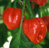 /i//AJI-DULCE-No2---N12630_small.jpg