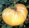 /i//GOLDIE---N13109_small.jpg