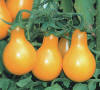 /i//YELLOW-PEAR---L2136_small_1.jpg